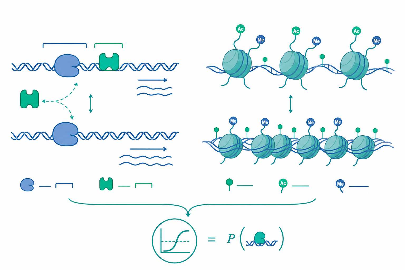 基因表現調控：operon 與表觀遺傳概念示意圖